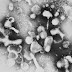 Cat Care Tips - Info on Cat Aids