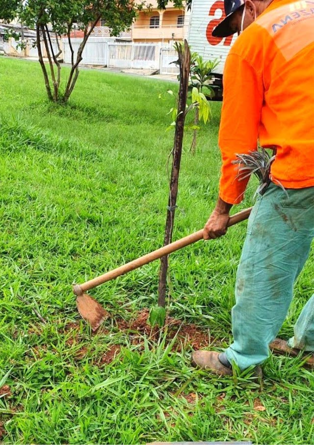 Começa o plantio de 300 mudas no Riacho Fundo I 