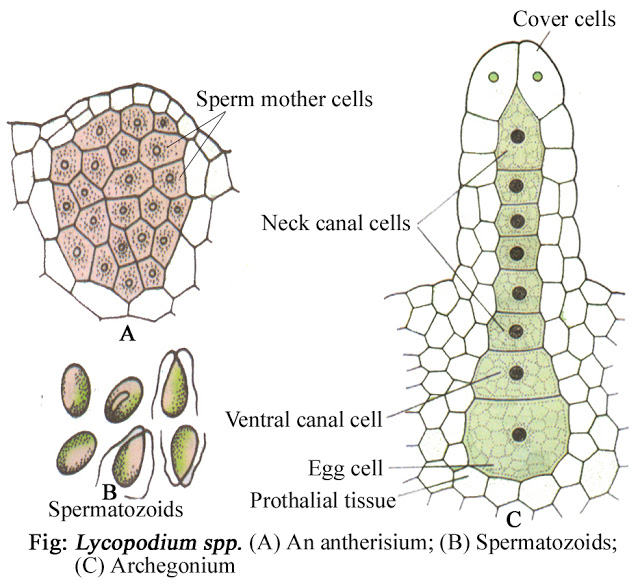 Lycopodium archegonium Structure