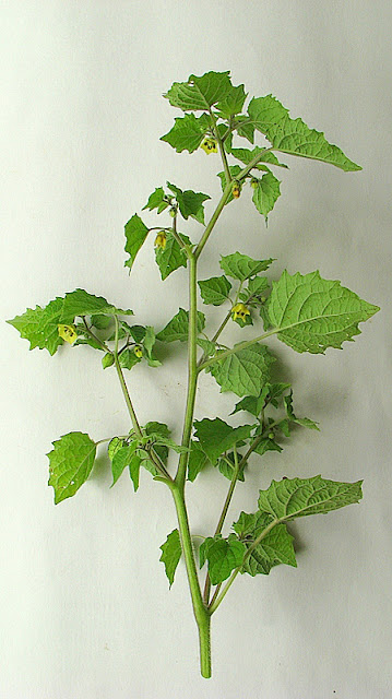 Physalis pubescens