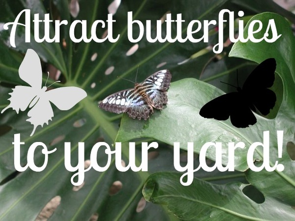 types of hanging flowers Attracting Butterflies to Your Yard | 600 x 450