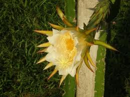 SAUNG SUMBERJAMBE BUAH NAGA
