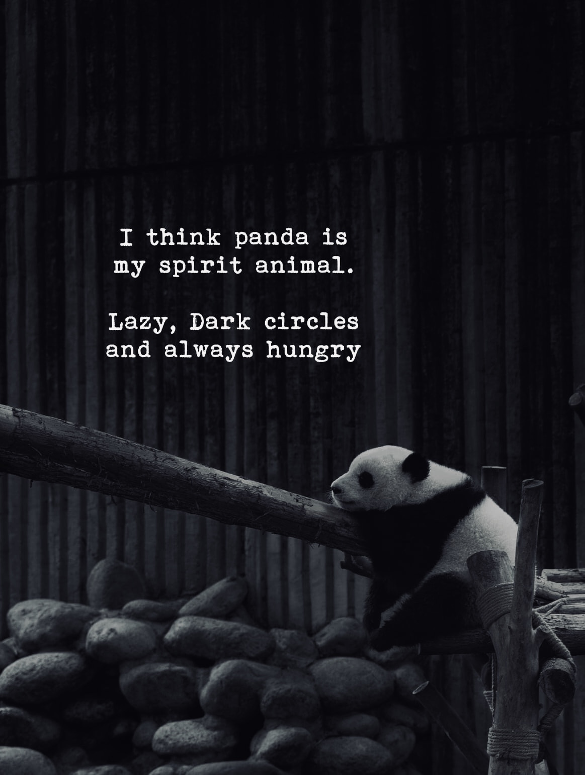 I think panda is my spirit animal. Lazy,Dark circles and always hungry