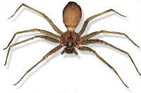 Brown Recluse in Anchorage, Alaska