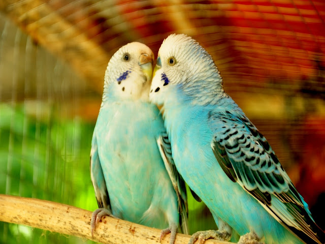 100+ Love Bird Images wallpaper free download HD