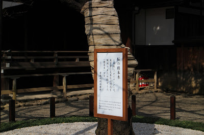 靖国神社　桜　標本木　立て札