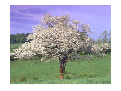 Dogwood in bloom signaling