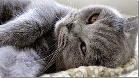 dolore gatto