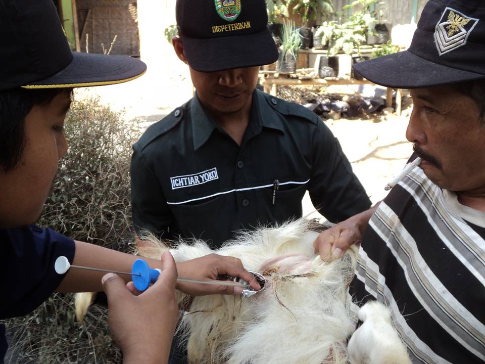 POKTANET BOROBUDUR IB KAMBING DI DESA GIRIPURNO