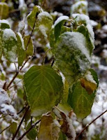 Green leaves with snow