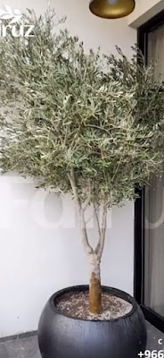 مشاتل زهور الحياة -0568304308- أفضل مشاتل بيع الشتلات والزهور والأشجار والنخيل في شمال الرياض