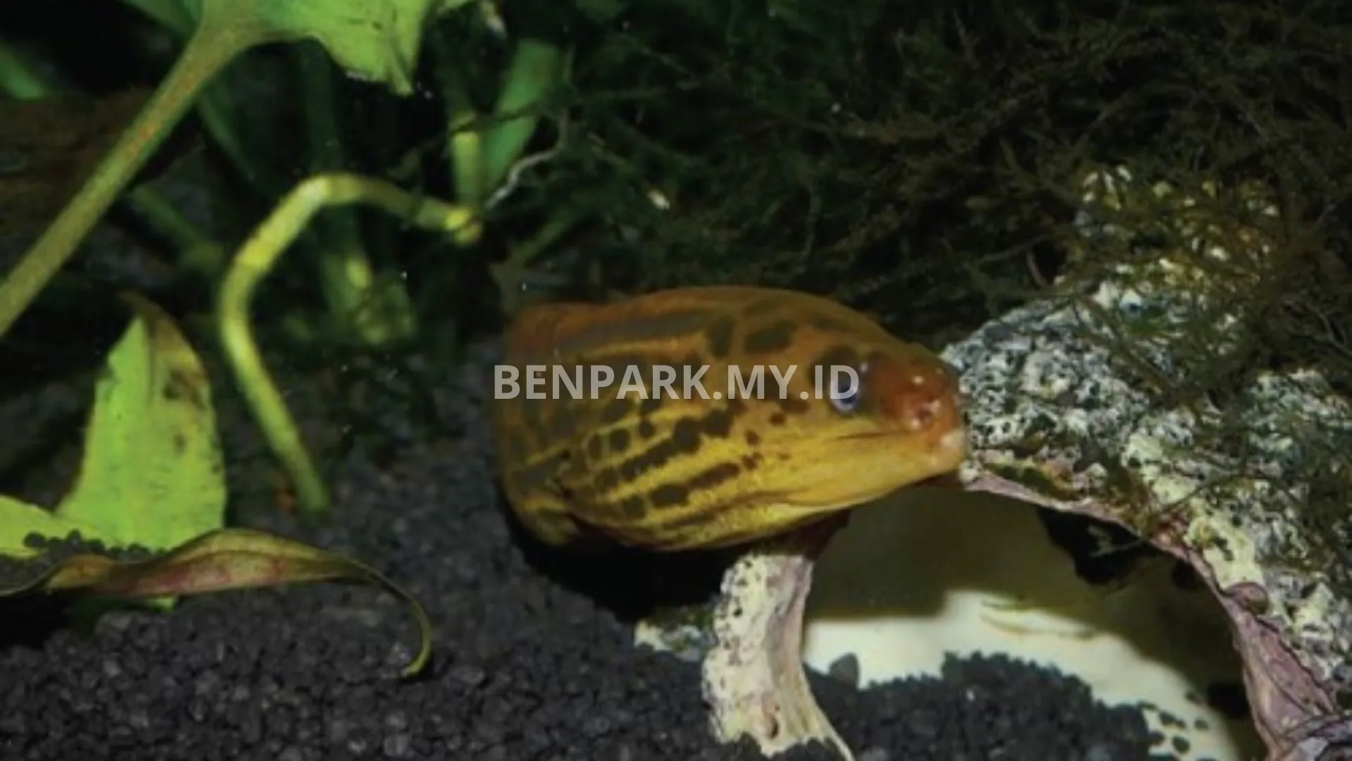Tiger Moray Eel