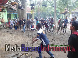 Aksi-aksi Juri Radjawali Indonesia (RI-DPC Indramayu) Memukau Masyarakat yang Menyaksikan Acara