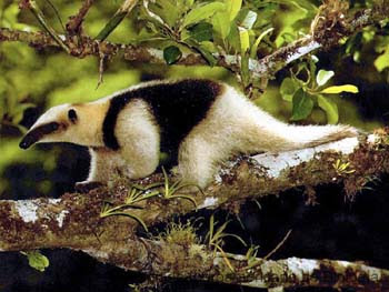 oso colmenero Tamandua mexicana