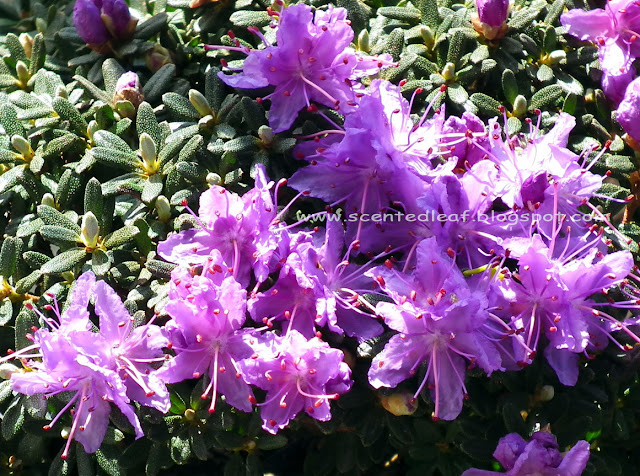 PJM rhododendron flowers 