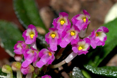 Schoenorchis fragrans care and culture