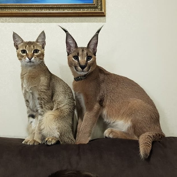 A Caracal and a domestic cat