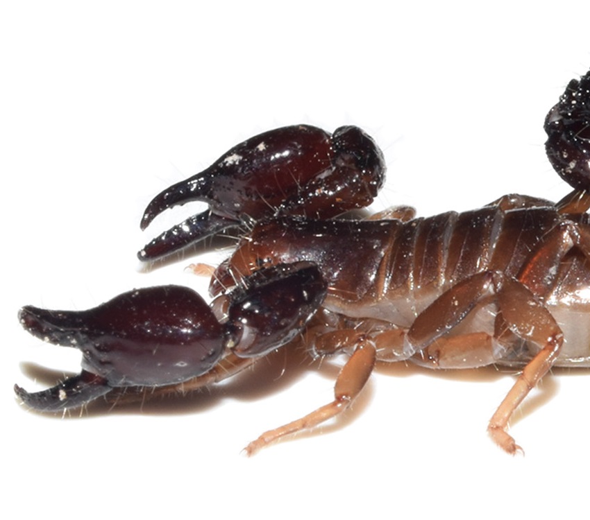 troglo scorpions