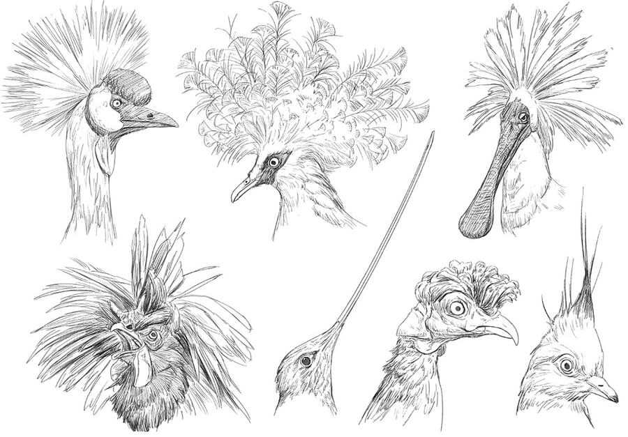 10-Birds-with-head-gear-Animal-Pencil-Drawings-Chen-Yang-www-designstack-co