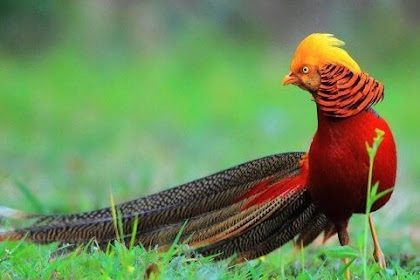 mengenal tentang ayam hutan hijau dan ayam hutan merah dan ciri cirinya