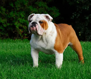 COMO TREINAR UM BULLDOG