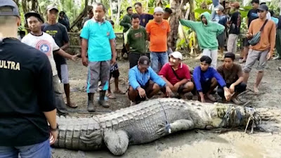 Viral Indonesian youth holding a crocodile empty-handed