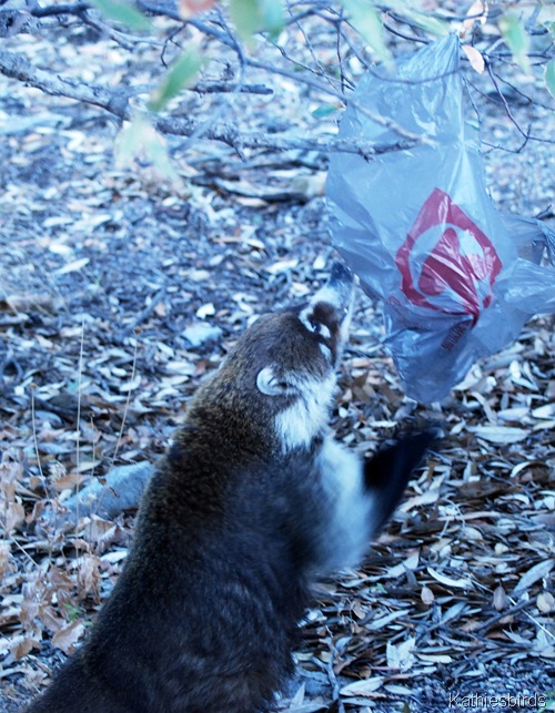 coati scrounging-kab