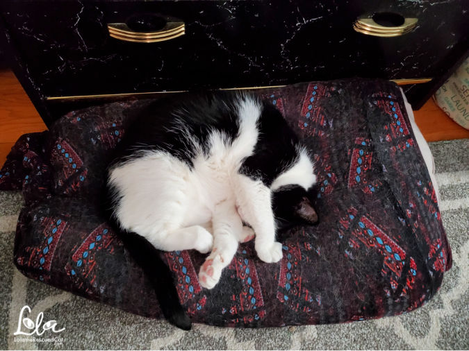 Black and White Cat Sleeping on a MYLAP Pet Bed