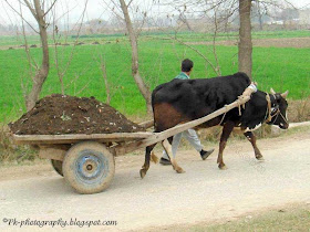 Ox Cart Pic