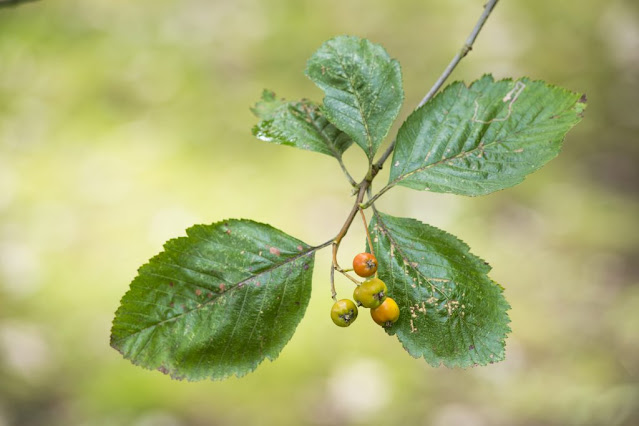 Рябина английская (Sorbus anglica)