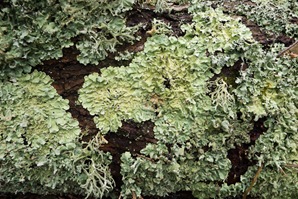 Parmelia caperata
