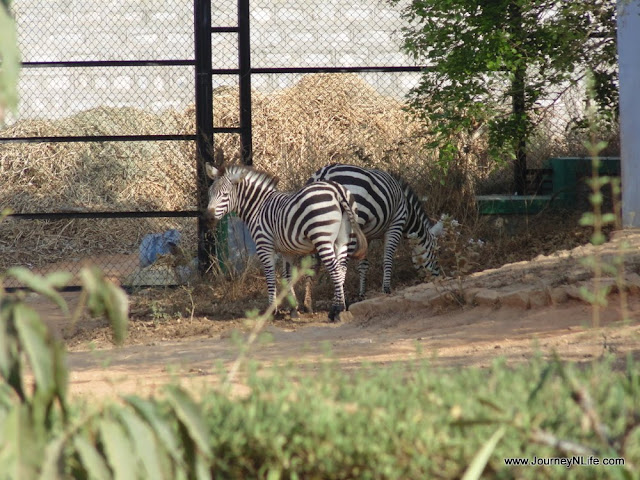 Bannerghatta National Park & Zoo, Bengaluru