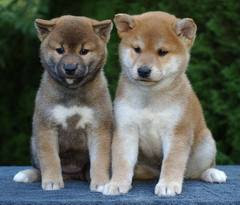 shiba pups