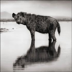 иена в воде,Nick Brandt