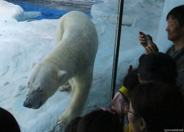 Chimelong Ocean Kingdom - exhibits at the Polar Horizon Themed Zone include the polar bears from the North Pole 