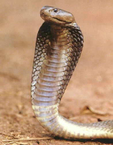 king cobra