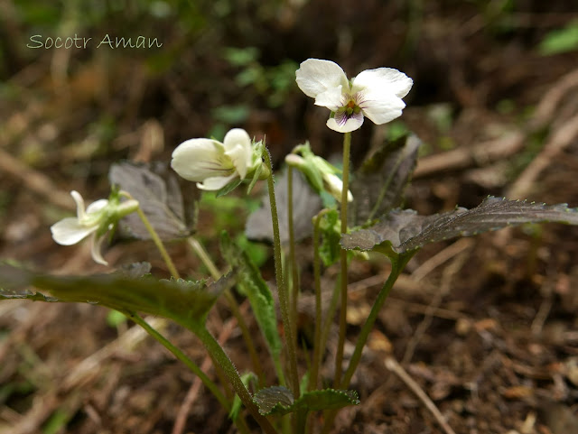 Viola yezoensis discolor