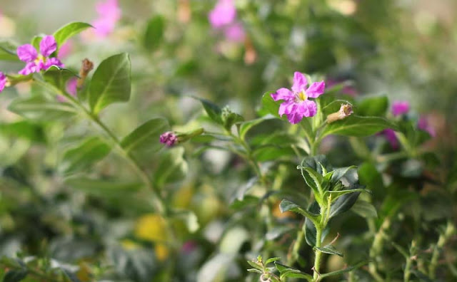 Mexican Heather Flowers Pictures