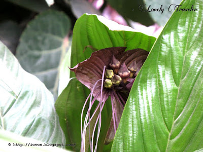 Black bat flower - Tacca chantrieri