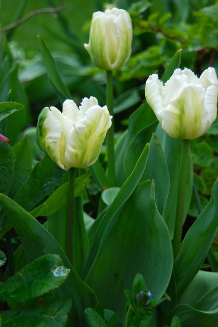 Close-up of Tulip 'White Parrot' around the Circle Lawn.