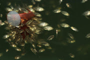 flowerhorn frys feeding. Email ThisBlogThis!