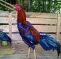 CARA MELATIH AYAM BANGKOK JUARA