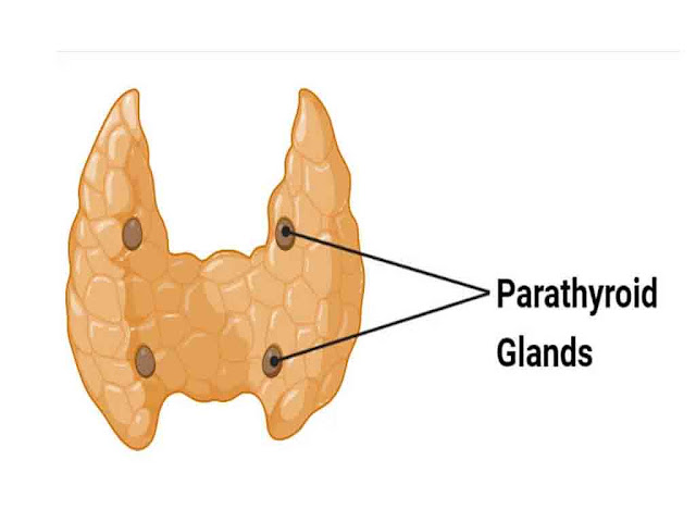 पैराथाइरॉइड ग्रंथि से निकालने वाले हॉरमोन और कार्य |Parathyroid gland Hormone and functions