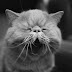 compilado de Fotos divertidas de gatos