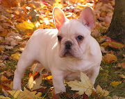 The French Bulldog Club of Finland