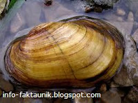 Kerang-mussel.jpeg