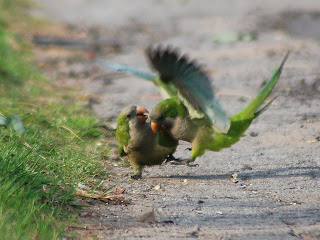 Funny Animal Fights