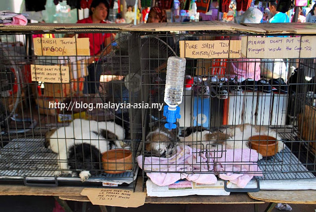 Pets at Gaya Street Sunday Market