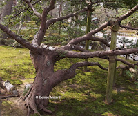 Small trees too have their supports - Kenroku-en Garden, Kanazawa, Japan