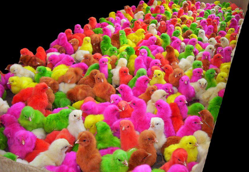 Amazing Creativity Cute Colored Baby Chicks Effy Moom Free Coloring Picture wallpaper give a chance to color on the wall without getting in trouble! Fill the walls of your home or office with stress-relieving [effymoom.blogspot.com]